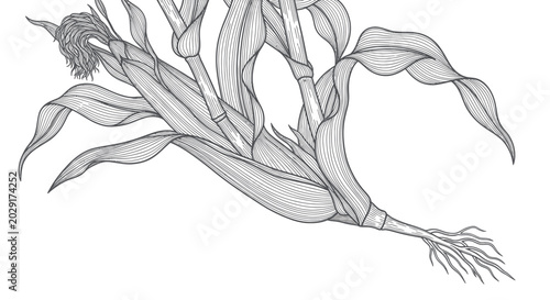 Bild auf Leinwand Corn Stalk Drawing with Roots and Ear