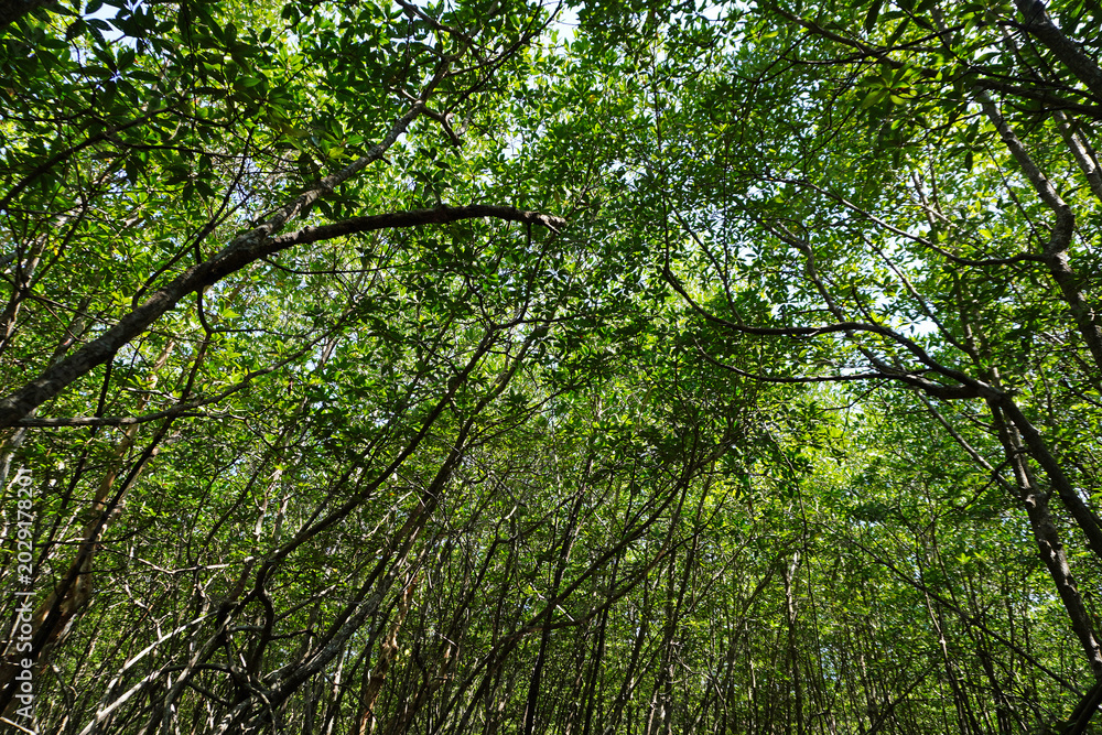 Fototapeta premium The shade beneath the fertile mangrove forest on the coast of Ban Tha Din Daeng, Thai Mueang District, Phang Nga Province, Thailand