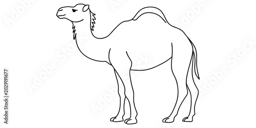 Fényképezés Simple line art drawing of a standing dromedary camel with one hump isolated for