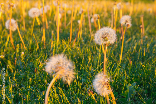 Dandelions in Sunset Light on Green Meadow
