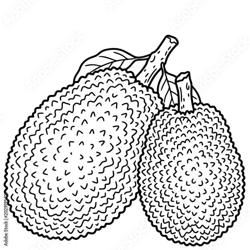 Bild auf Leinwand illustration of jackfruit