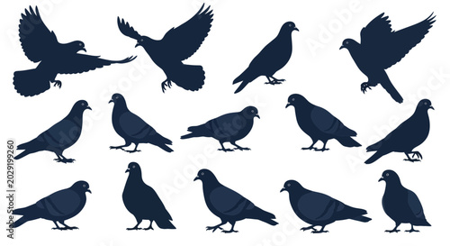 Foto Pigeon Silhouettes Collection: Flying and Standing Birds