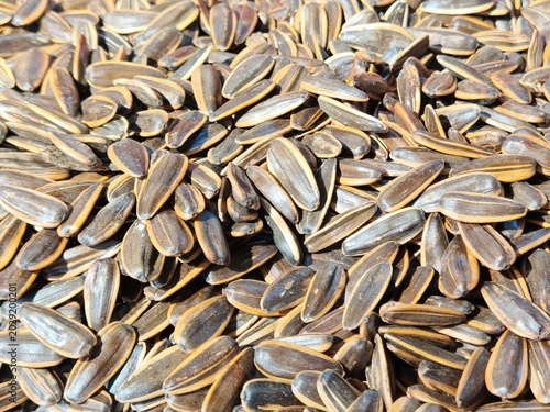 a close-up top view captures a full-frame pile of roasted, striped black and yellow sunflower seeds under natural sunlight