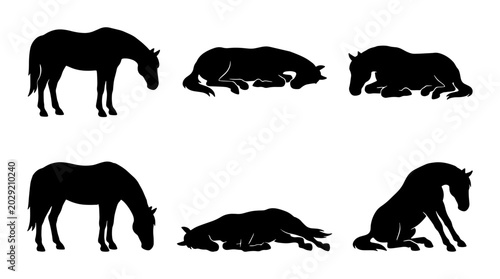 Fotografi Horse Silhouettes Collection, Six Poses Vector Art, Equestrian Animal Graphics,