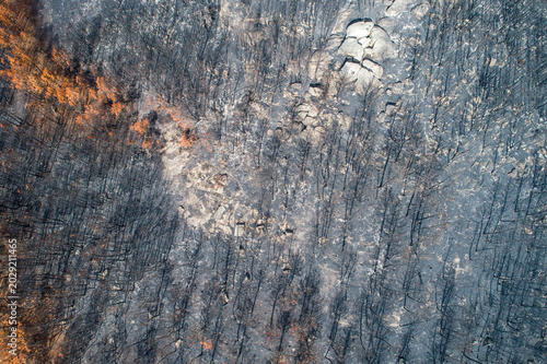 Canvas Print Top down drone view of a blackened forest floor after a devastating fire