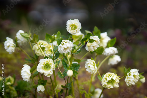 The delicate white hellebores brought quiet elegance back to the garden. Elegant white double hellebore flowers (Helleborus × hybridus ‘Double Ellen White’) blooming in a spring garden. 
