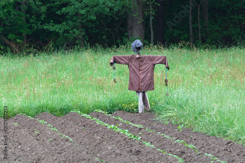 Foto Scarecrow standing in the corner of a field to deter birds from crops