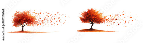 Two autumn trees with orange leaves blowing in the wind isolated on transparent background