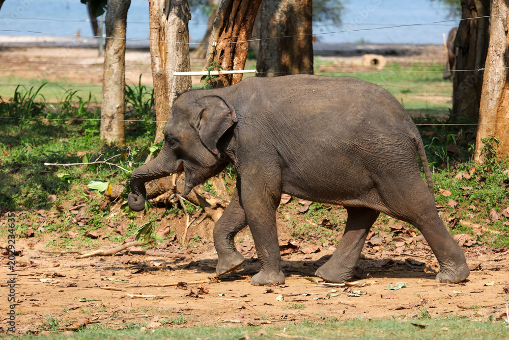 Fototapeta premium A baby elephant is walking through a forest