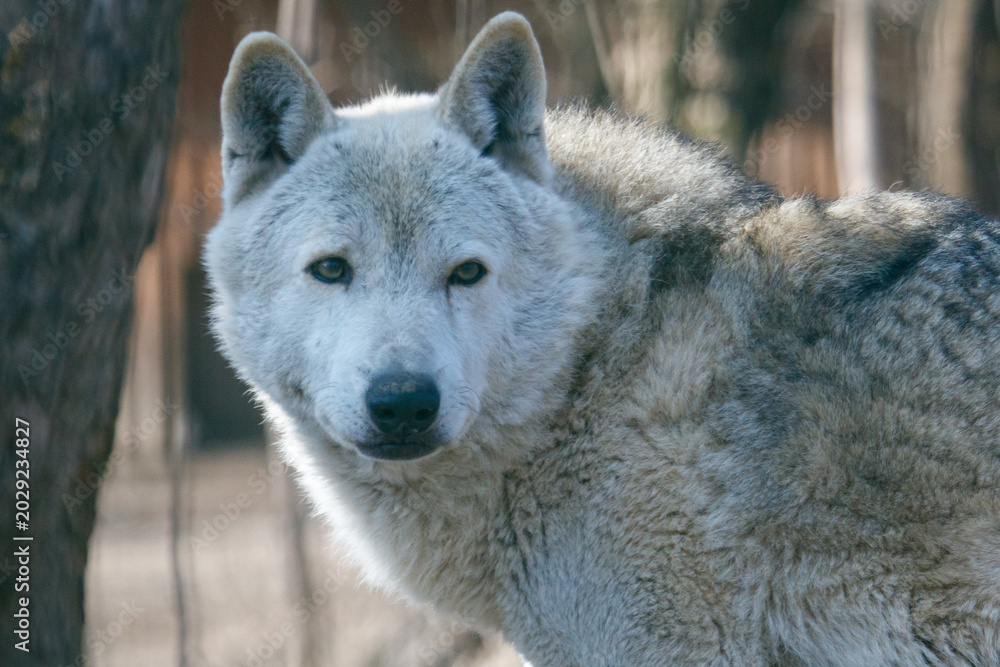 Fototapeta premium Close-up of a gray wolf in a wooded area