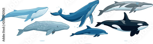Fotografie Marine Mammals Vector Illustration Set Featuring Whales Dolphins and Orca Isolat