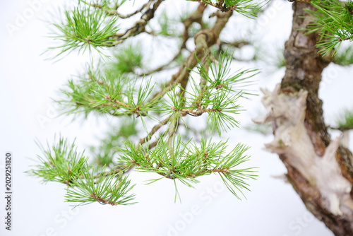 A close‑up of Pinus sylvestris bonsai needles, showing long slender green needles and textured branches with a softly blurred natural background.