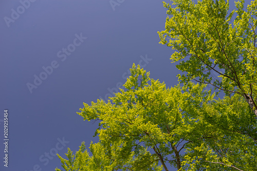 Bright green tree branches covered with fresh spring leaves against a clear blue sky. Beautiful natural background with extensive copy space for text