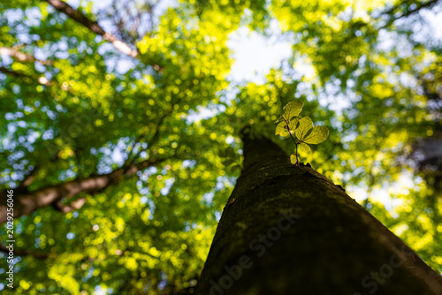 Low angle view looking up a large tree trunk towards a bright green canopy, focusing on a small young sprout with fresh leaves growing from the bark. Conceptual image of growth, new life, future