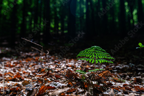 Vibrant young green fern growing through dry autumn leaves on a dark forest floor, illuminated by a beam of sunlight. Conceptual image of hope, new life, growth, and environmental conservation.