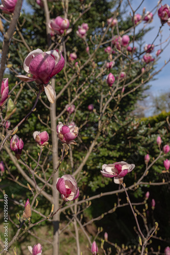 Pink and white magnolia flower opening on bare branch in early spring garden, close-up