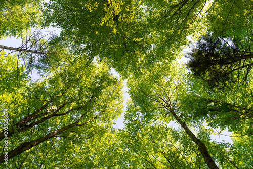 Looking up through lush green beech forest canopy toward bright sky, low angle worm's eye view