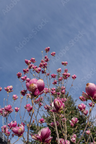 Pink magnolia flowers and buds blooming on bare branches against blue sky in spring