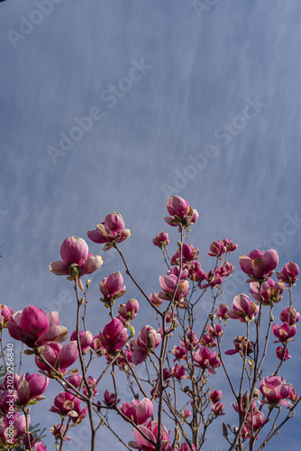 Pink magnolia flowers and buds blooming on bare branches against blue sky in spring