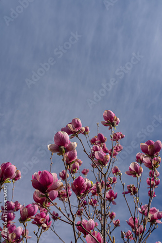 Pink magnolia flowers and buds blooming on bare branches against blue sky in spring