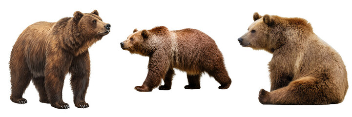 Powerful trio of grizzly brown bears in various natural poses, showcasing their majestic presence and thick fur.