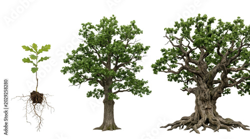 Tree growth stages with roots and leaves isolated on transparent background