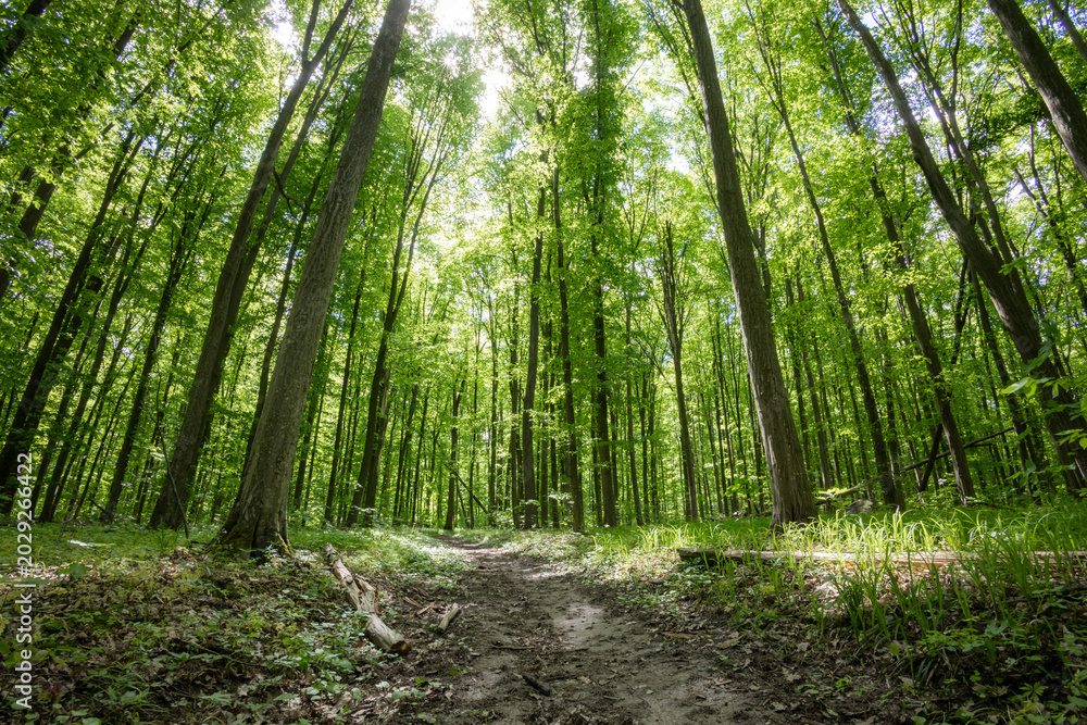 Fototapeta premium forest trees. nature green wood sunlight backgrounds.