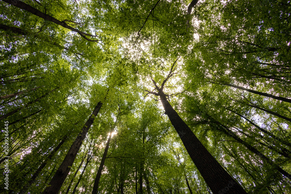 Fototapeta premium forest trees. nature green wood sunlight backgrounds.
