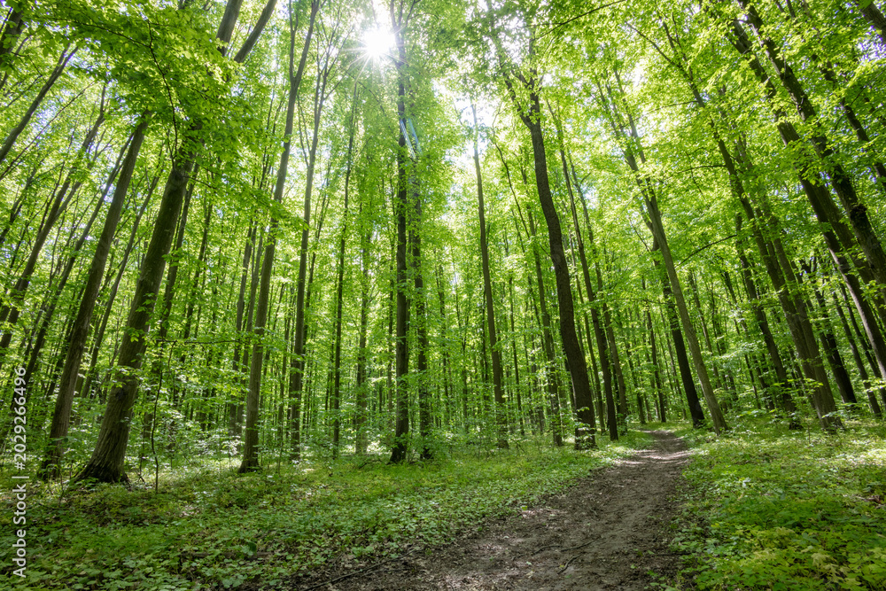 Fototapeta premium forest trees. nature green wood sunlight backgrounds.