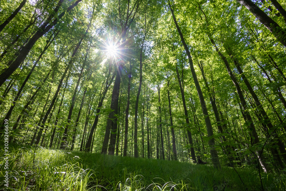 Fototapeta premium forest trees. nature green wood sunlight backgrounds.