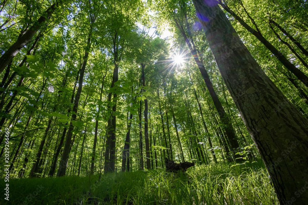 Fototapeta premium forest trees. nature green wood sunlight backgrounds.