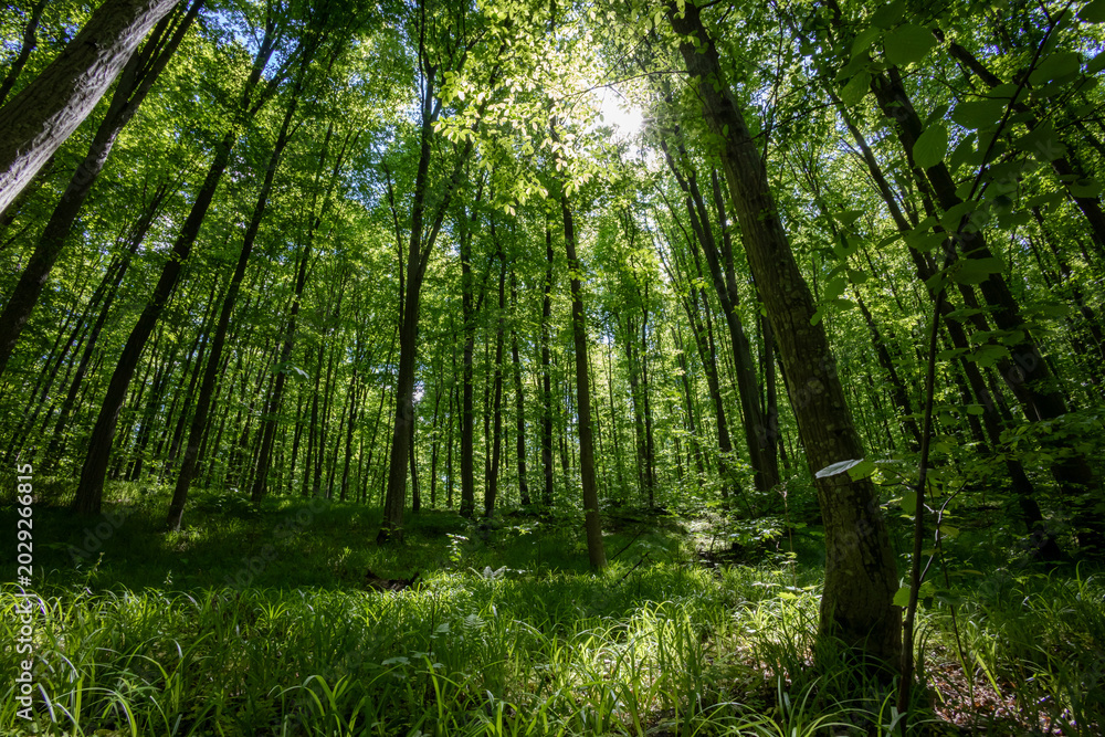Fototapeta premium forest trees. nature green wood sunlight backgrounds.