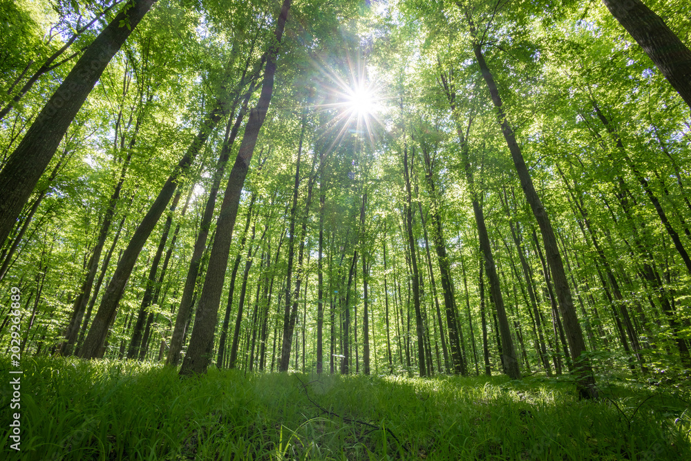 Fototapeta premium forest trees. nature green wood sunlight backgrounds.