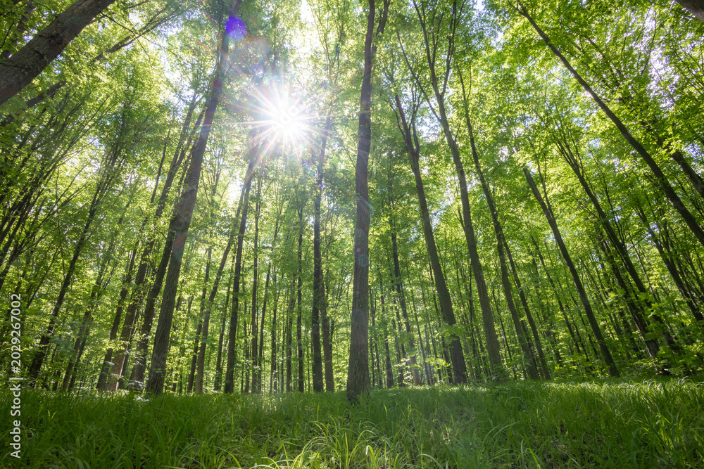 Fototapeta premium forest trees. nature green wood sunlight backgrounds.