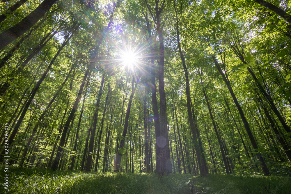 Fototapeta premium forest trees. nature green wood sunlight backgrounds.