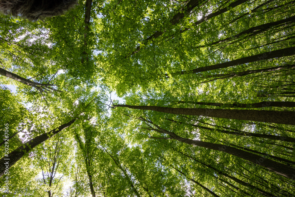Fototapeta premium forest trees. nature green wood sunlight backgrounds.