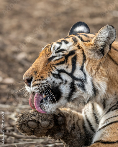 Bengal Tiger Licking Paw While Resting at Ranthambore National Park