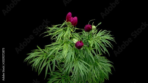 Beautiful pink peony flowers bouquet background. Blooming roses flower open, time lapse, close-up. Wedding backdrop, Valentine's Day concept. Bouquet on black backdrop, closeup. 4K UHD timelapse