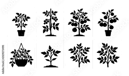 Schilderij op canvas Tomato Plant Silhouettes, Organic Growth Stages Vector Icons, Garden Vegetable I