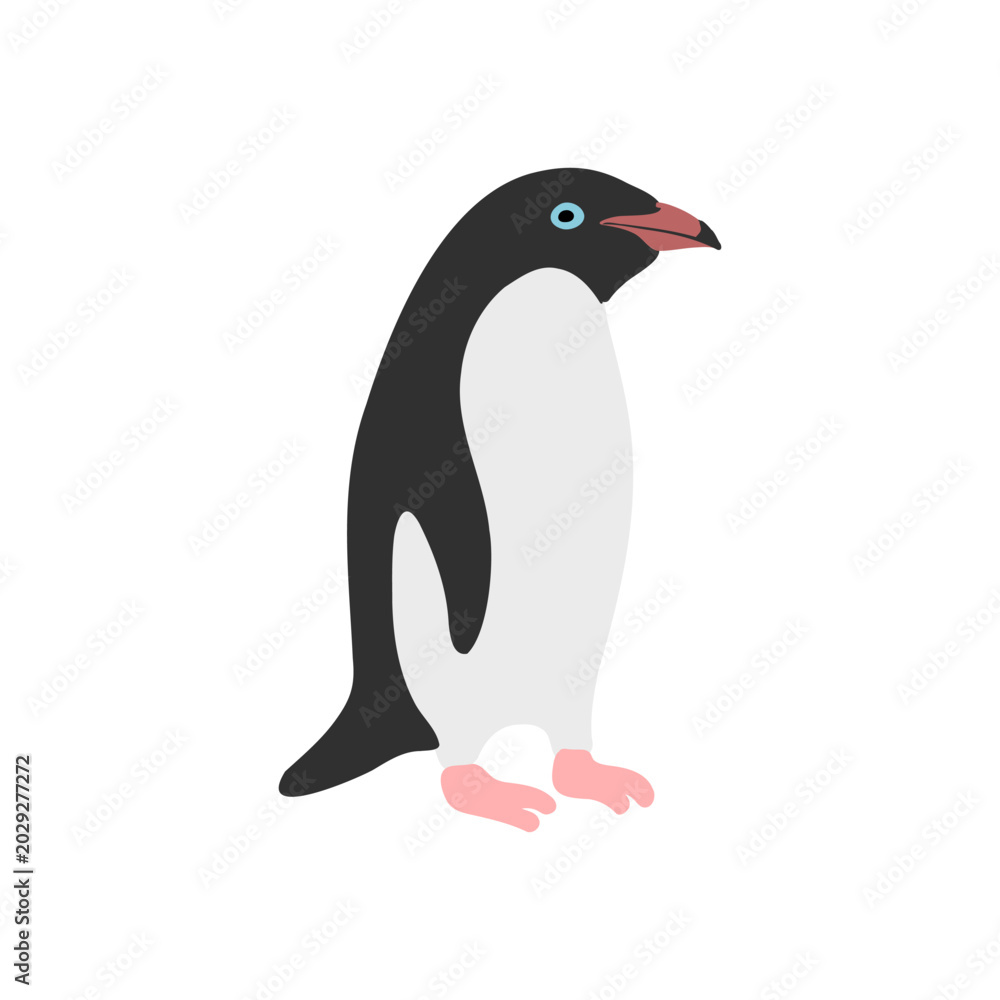 Obraz premium vector drawing Adelie penguin, Pygoscelis adeliae isolated at white background, hand drawn illustration