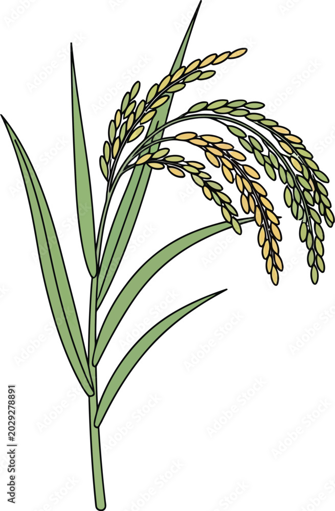 Fototapeta premium A detailed illustration of a rice plant with green leaves and yellow grains grows