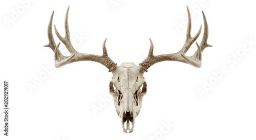 Bild auf Leinwand Natural deer skull with large antlers facing forward