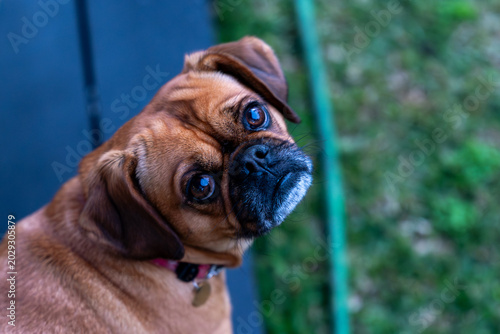 Obraz na plátne Cute brown pug mix breed dog looking up expressive eyes