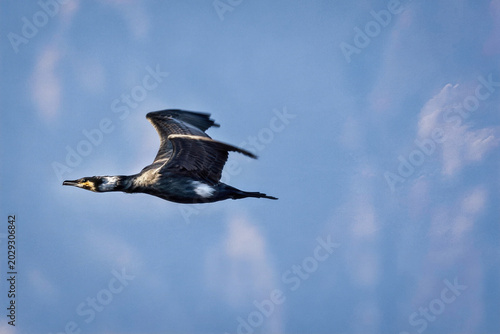Tableau sur toile Wild common cormorants in flight during natural ecological birdlife