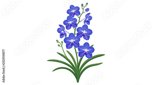 Tableau sur toile blue vanda orchid isolated on white background