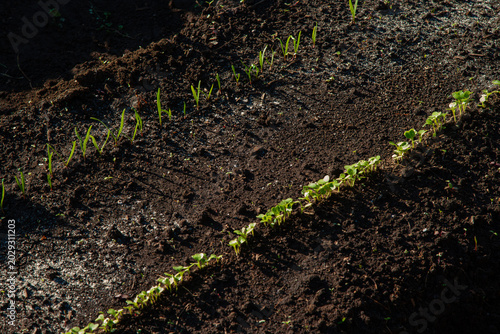Parallel lines of fresh green: Turnip and spinach sprouts with cotyledons in the field.
