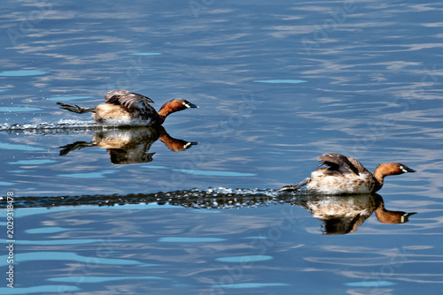 Slika na platnu Bird photography: Wild little grebes gliding and chasing each other on the water's surface