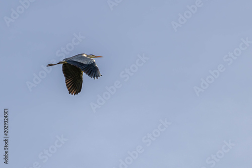 Grey Heron Flying Across Blue Sky with Copy Space