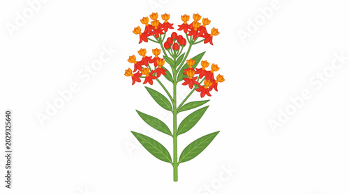 Photos scarlet milkweed isolated on white background