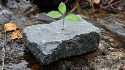 Sprout emerging from rock in stream, nature rebirth, background autumn leaves